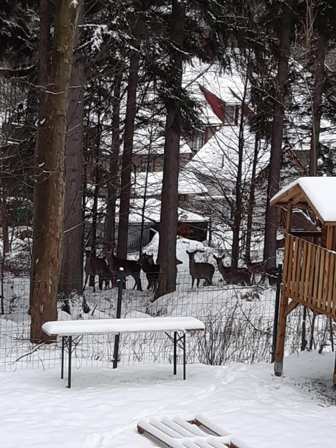 Apartamenty Przy Swierku Schreiberhau Exterior foto
